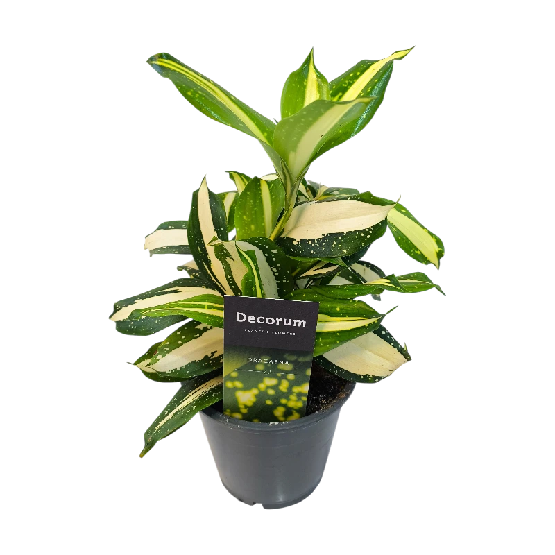 Драцена Суркулоза Милки Вэй / Dracaena surculosa Milky Way купить