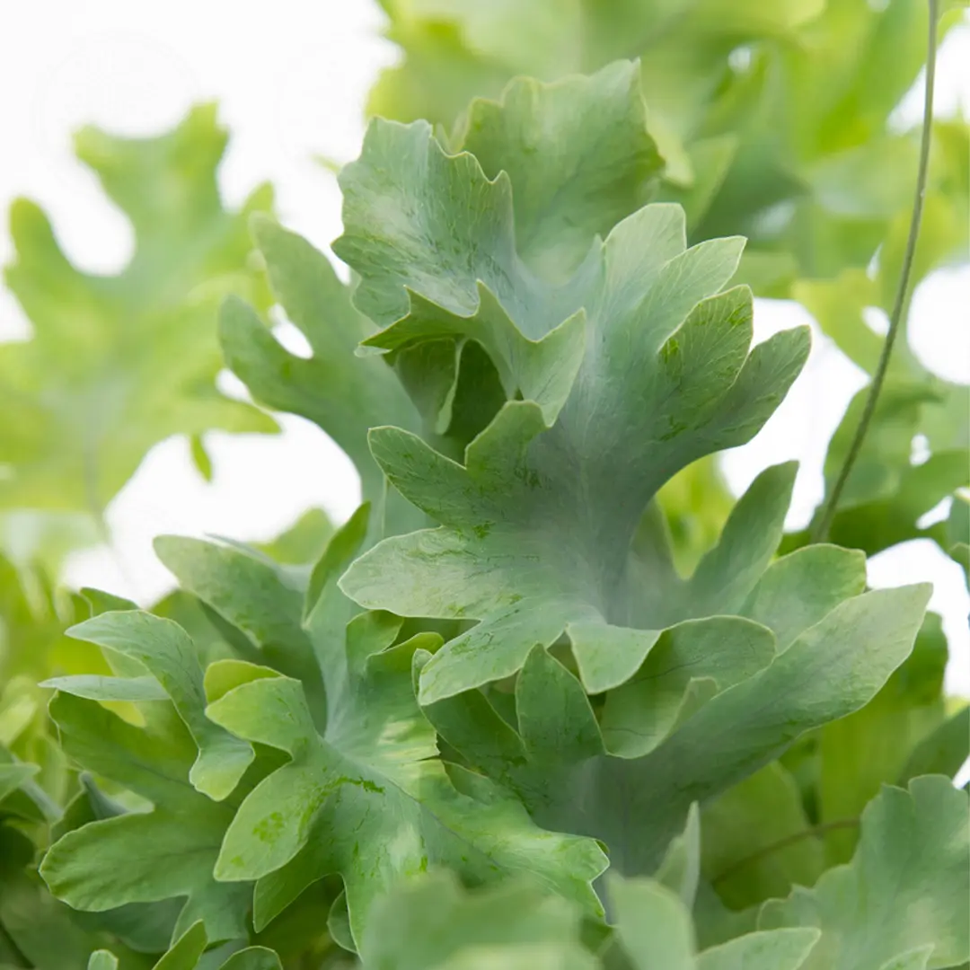 Флебодиум Давана / Phlebodium Aureum Davana купить