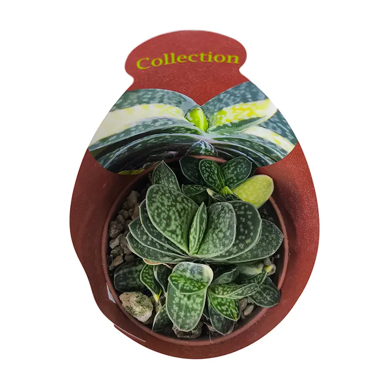 Гастерия Веррукоза Вариегата / Gasteria Verrucosa Variegata Potcover купить