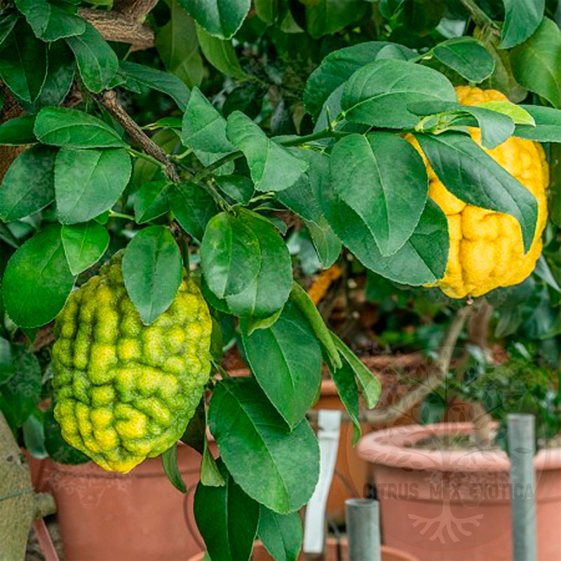 Цитрон Сало / Citrus medica Salo — цитрусовое растение, детальное фото
