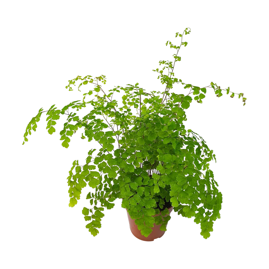 Адиантум радианум Fragrans / "Венерин волос"/Adiantum raddianum Fragrans купить