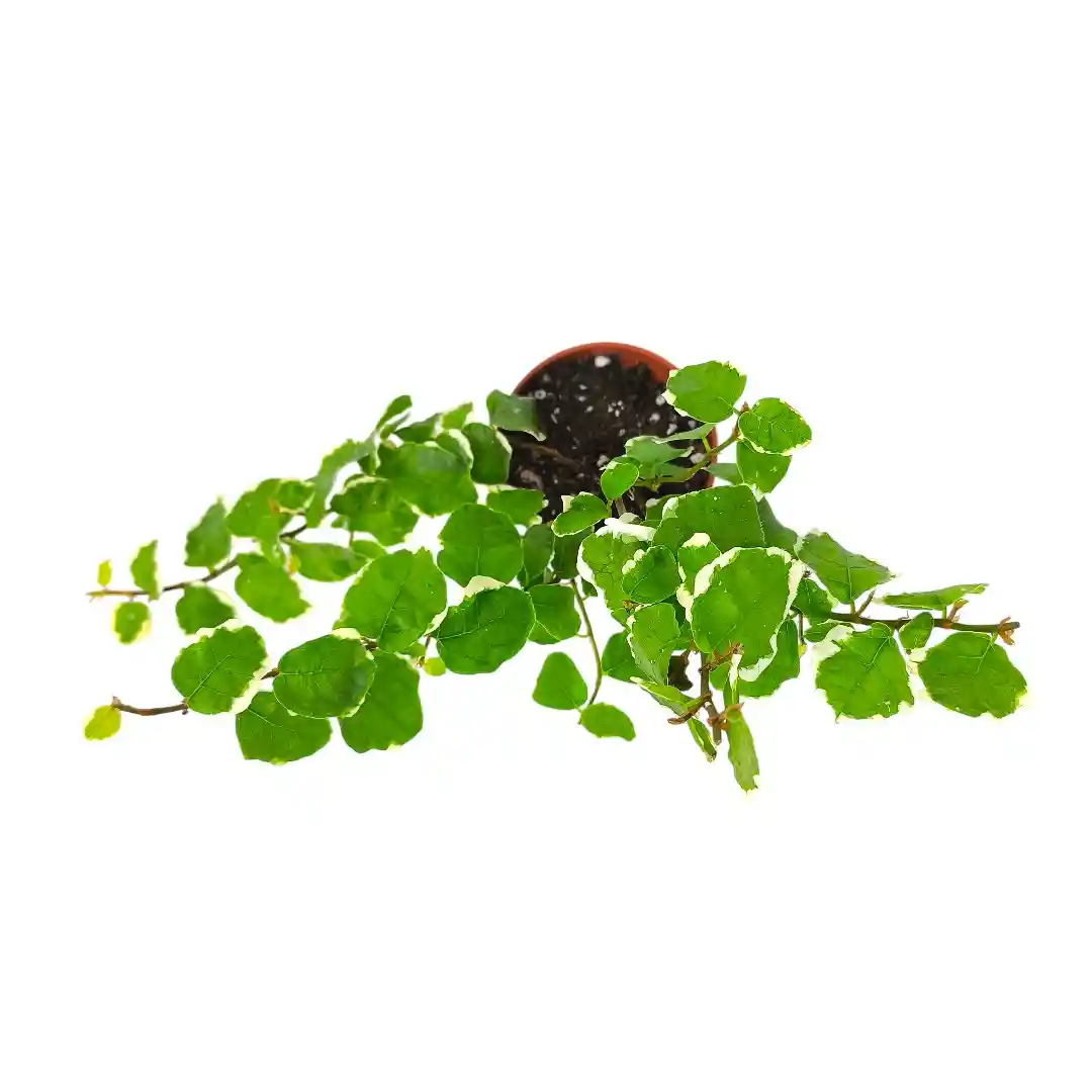 Фикус Пумила Вайт Санни /Ficus pumila White Sunny купить