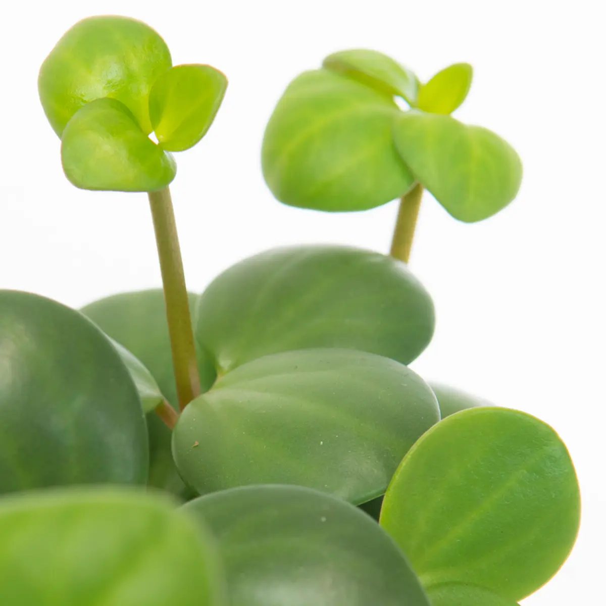 Пеперомия tetraphylla "Hope" купить