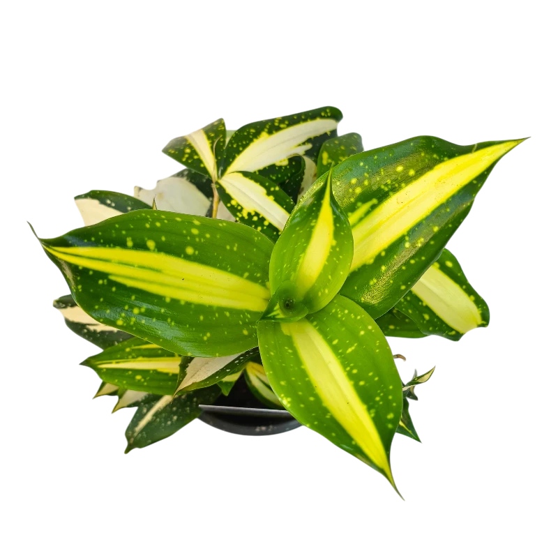 Драцена Суркулоза Милки Вэй / Dracaena surculosa Milky Way купить