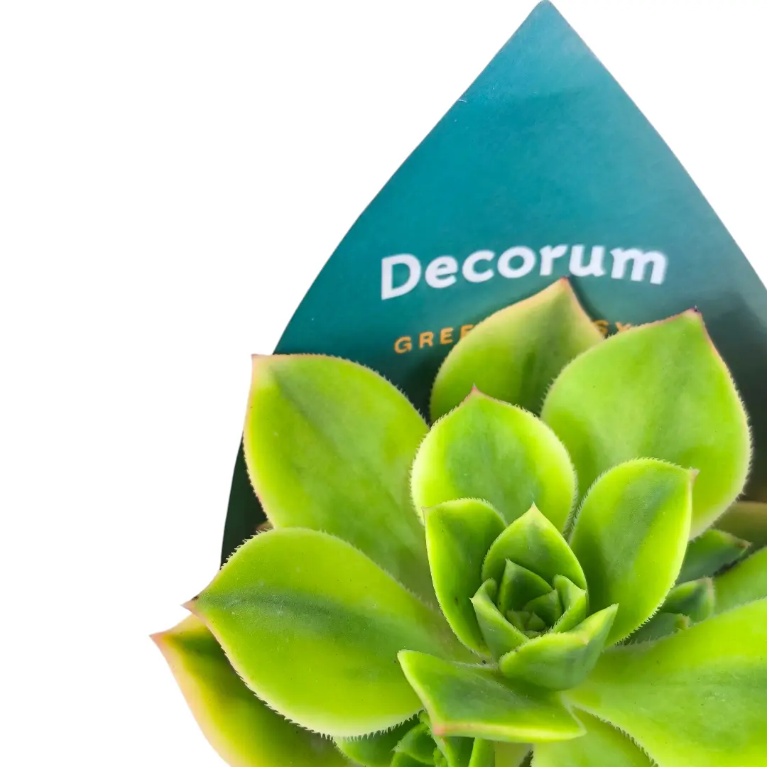 Эониум Старберст / Aeonium Starburst купить