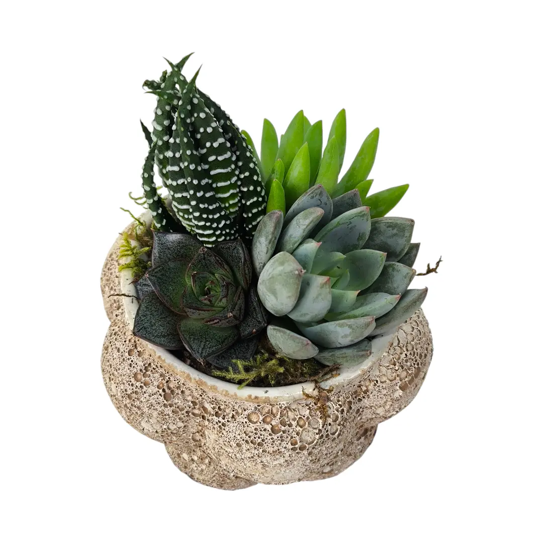 Суккуленты Супер Микс в кашпо/ Mix Succulents купить