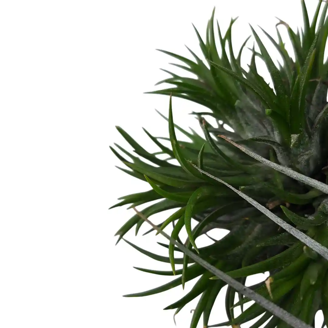 Тилландсия атмосферная / Tillandsia cyanea купить