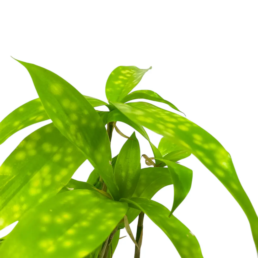 Драцена Суркулоза Санни Дей / Dracaena surculosa Sunny Day купить