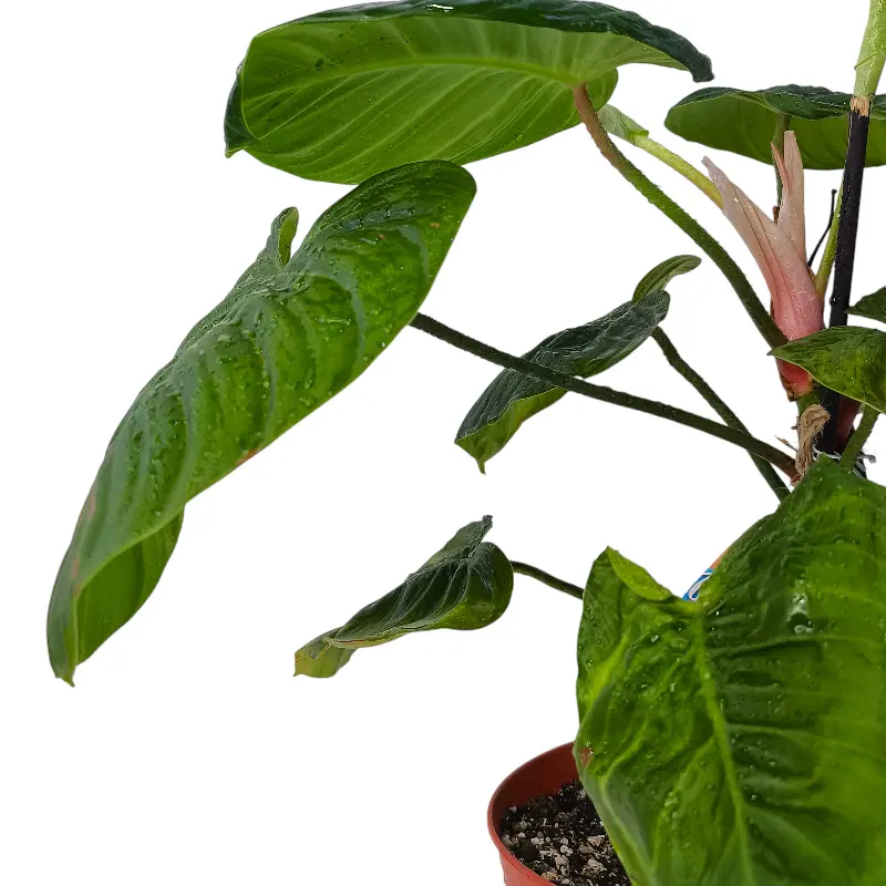 Филодендрон "Fuzzyy Petiole" купить