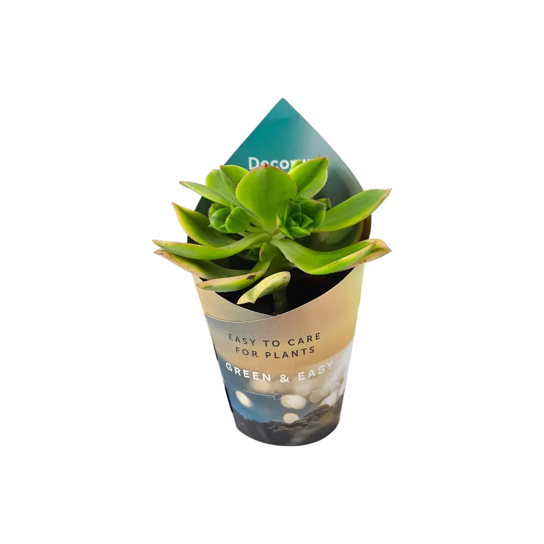 Эониум Старберст / Aeonium Starburst купить