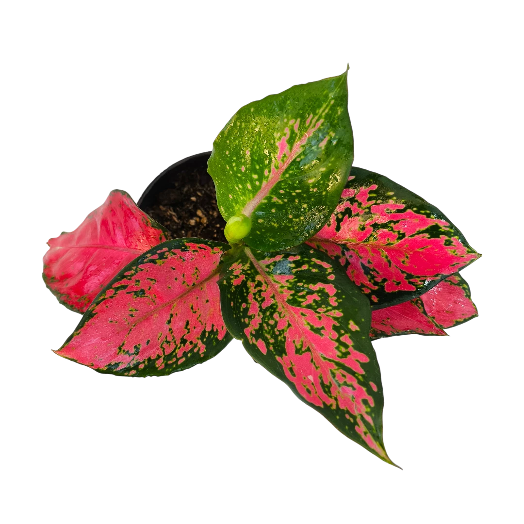 Аглаонема Фулл Ред/ Aglaonema Full Red купить