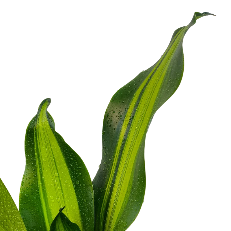 Драцена фрагранс Грин-Уайт / Dracaena Green-White купить