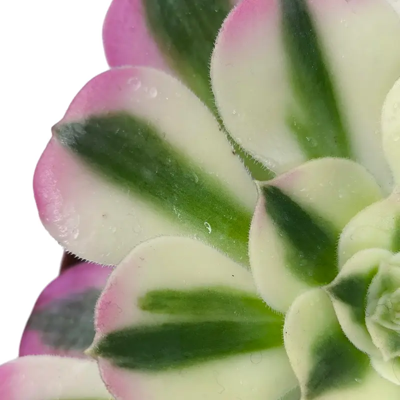 Эониум Пинк Витч вариегата / Aeonium Pink Witch Variegated Clustering купить