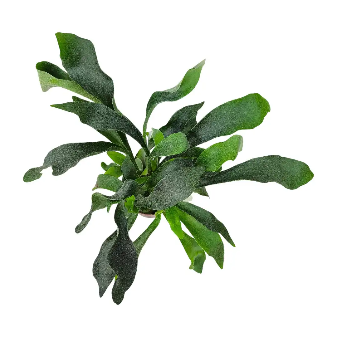Платицериум бифуркатум / Platycerium Bifurcatum купить