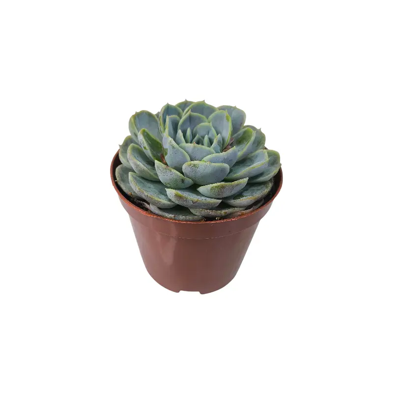 Эхеверия Блю Сюрпрайз / Echeveria Blue Surprise купить