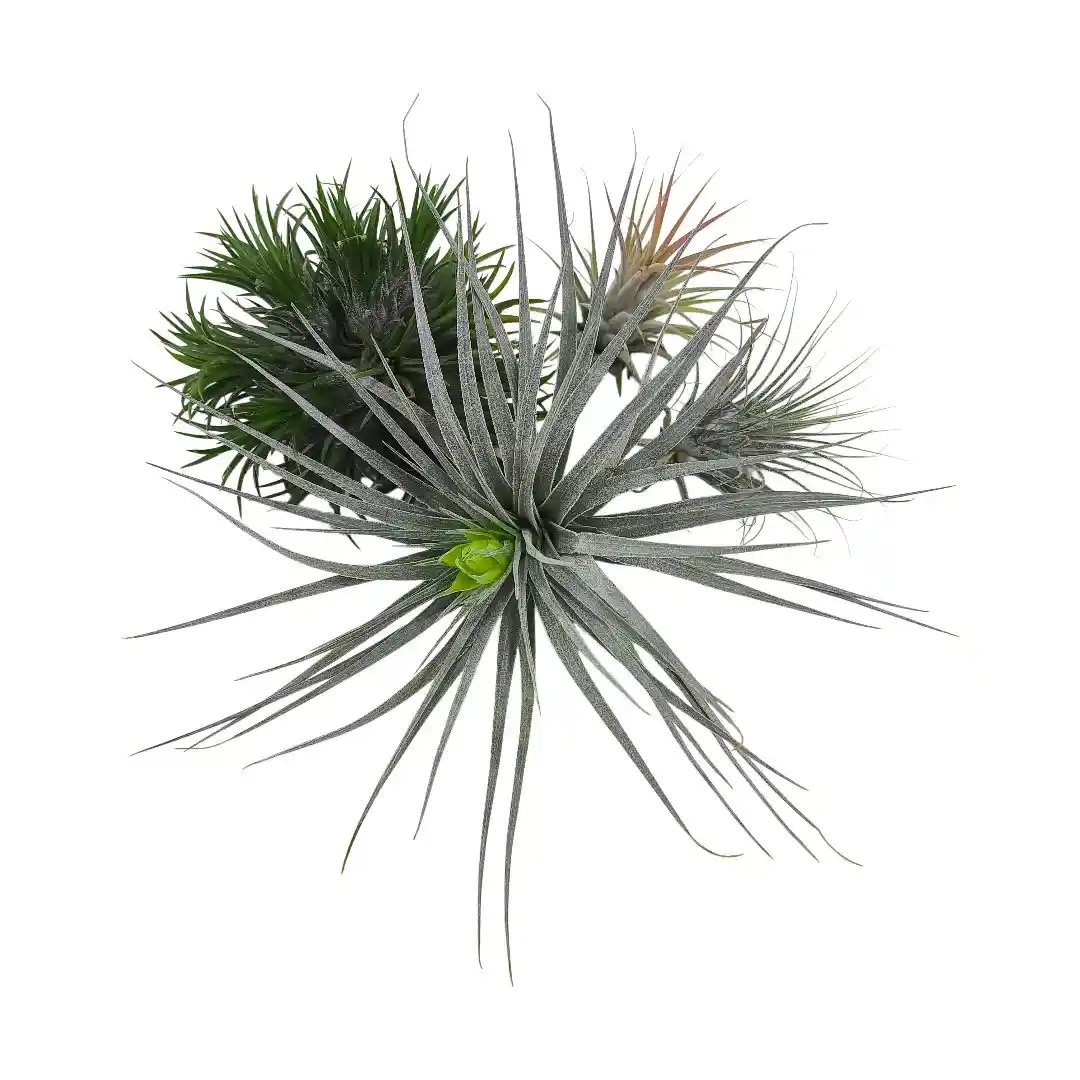 Тилландсия атмосферная / Tillandsia cyanea купить