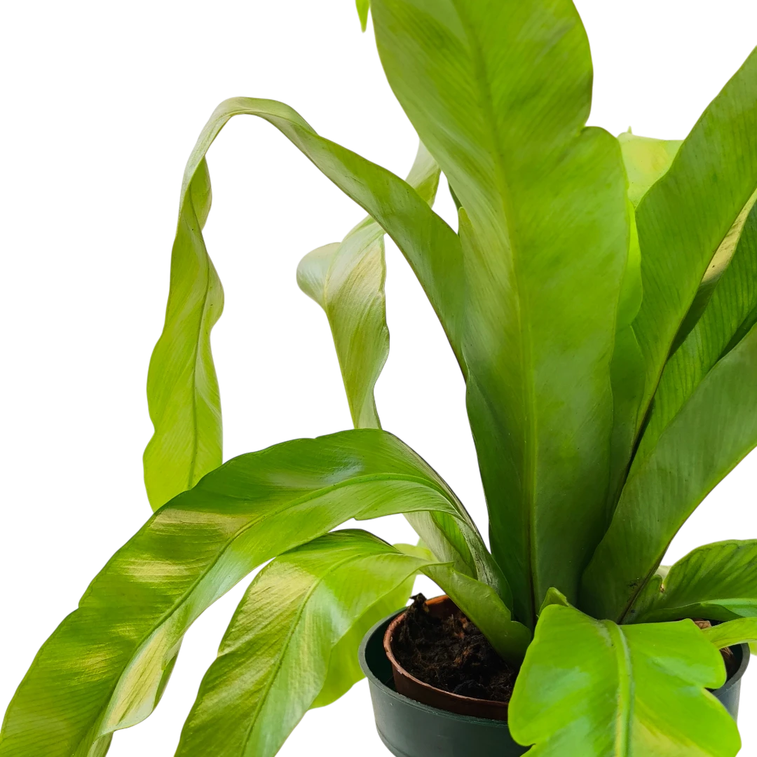 Асплениум Нидус/ Asplenium nidus купить