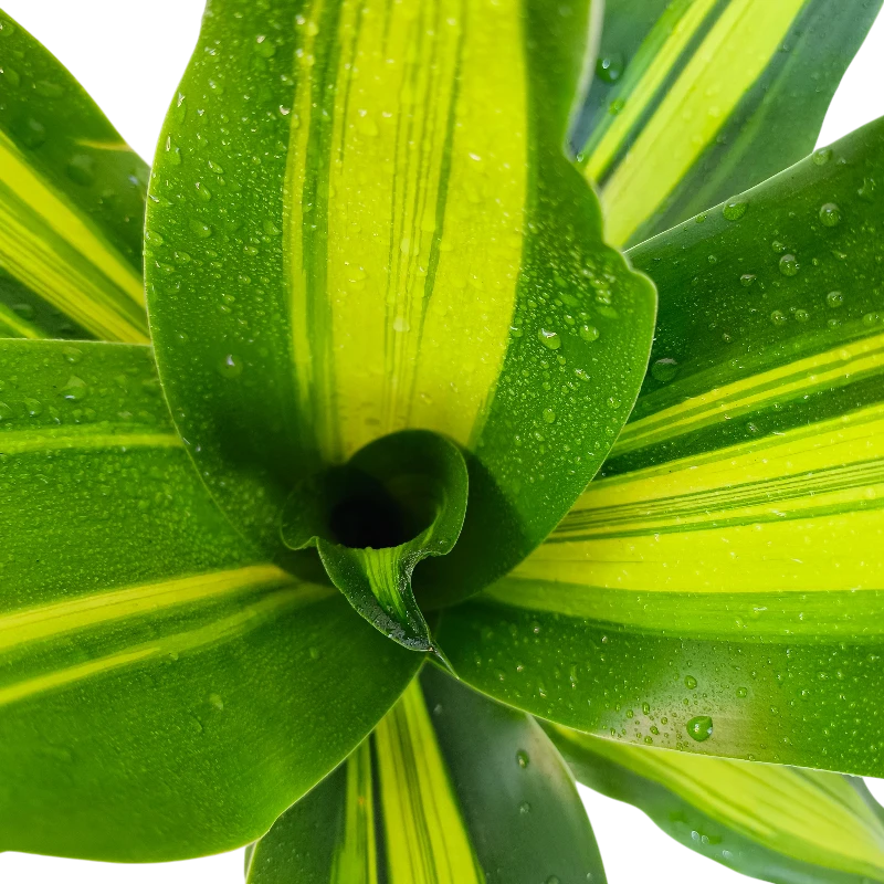 Драцена фрагранс Грин-Уайт / Dracaena Green-White купить
