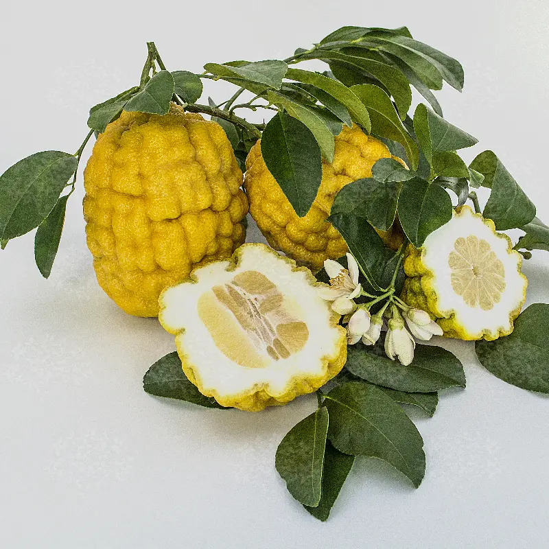Цитрон Ругозо / Citrus medica Rugoso — цитрусовое растение, детальное фото
