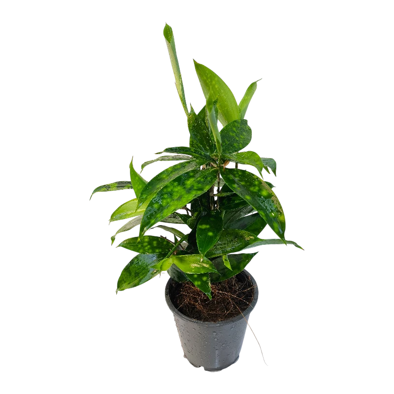Драцена Суркулоза Флорида Бьюти / Dracaena surculosa Florida Beauty купить