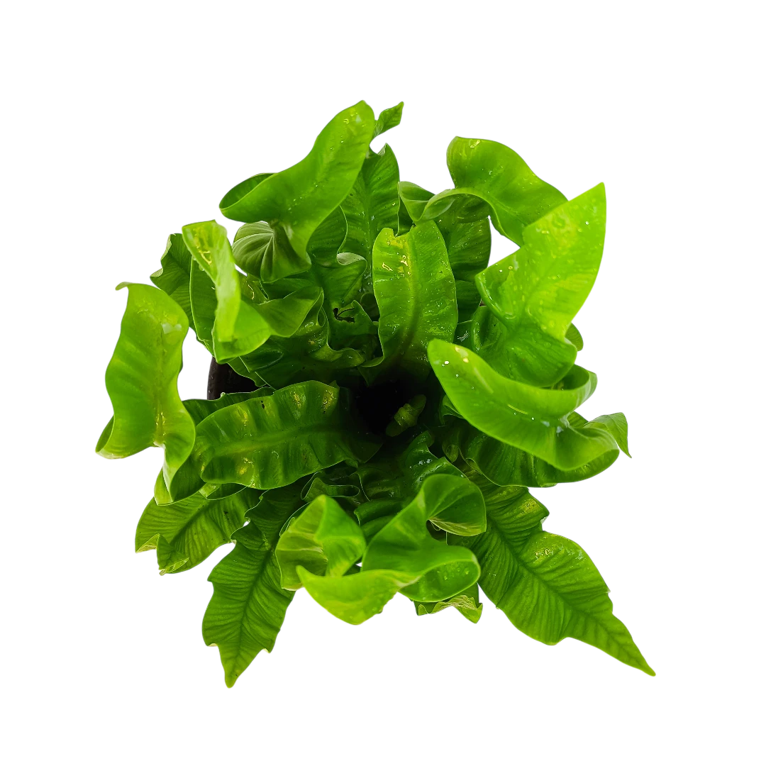 Асплениум Криспи Вейв / Asplenium Nidus Crispy Wave купить