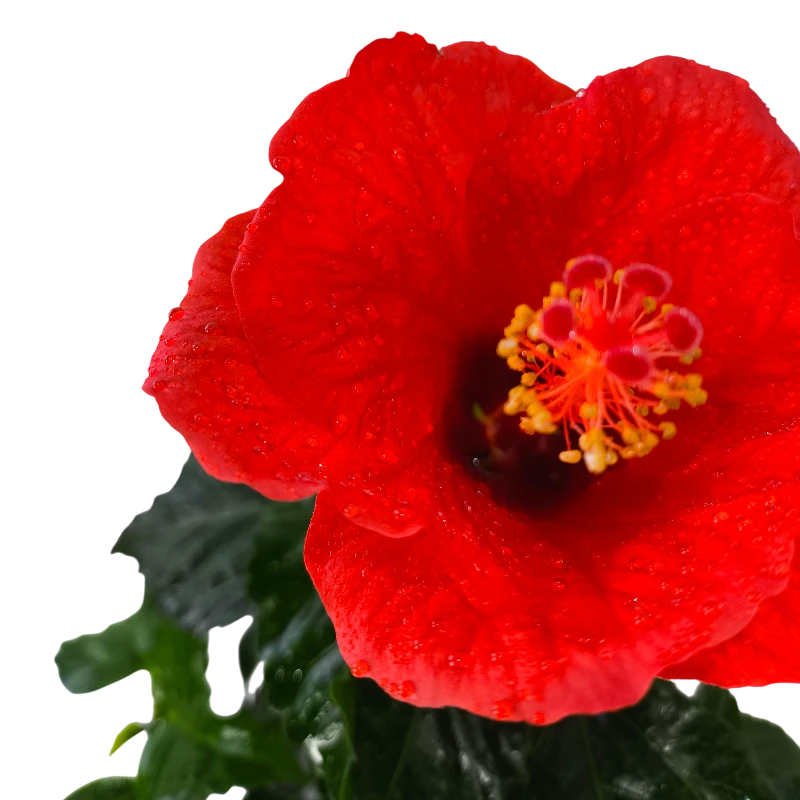 Гибискус / Hibiscus купить