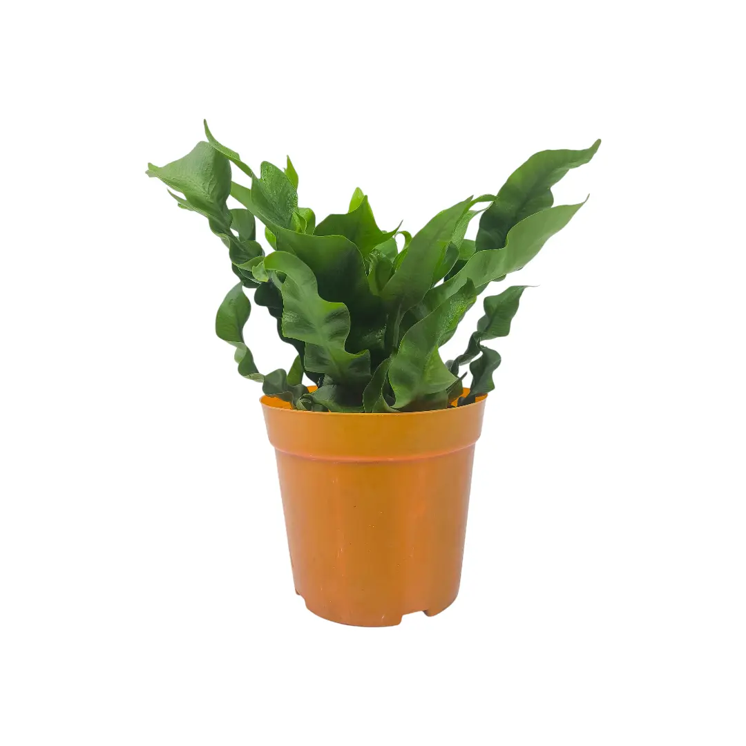 Асплениум Флейм / Asplenium Flame купить