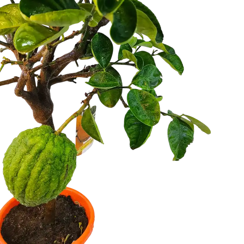 Цитрон Чедро Делла Чина / Citrus medica Cedro Della Cina — цитрусовое растение, детальное фото
