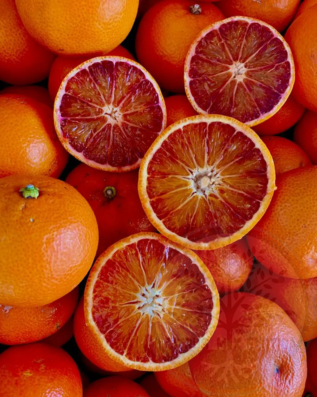 Мандарин Мандаред / Mandarin Mandared — цитрусовое растение, детальное фото
