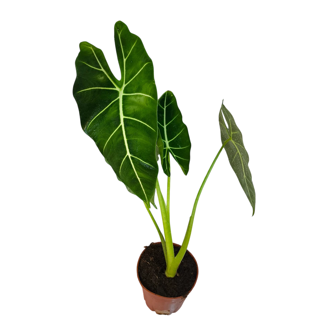 Алоказия Фрайдек / Alocasia micholitziana Frydek купить
