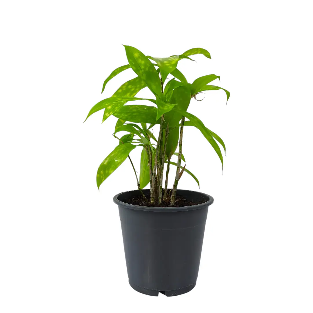 Драцена Суркулоза Санни Дей / Dracaena surculosa Sunny Day купить