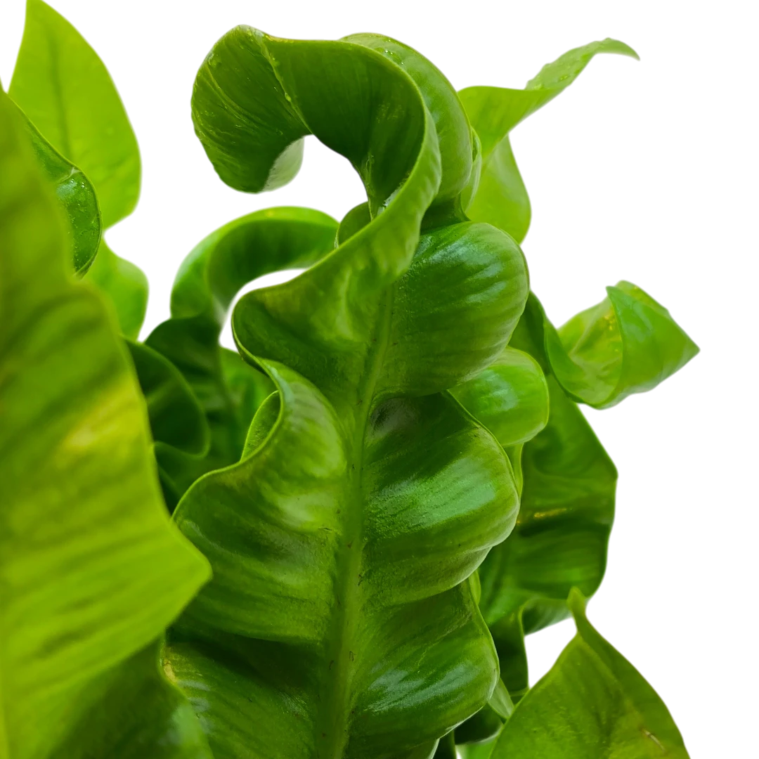 Асплениум Криспи Вейв / Asplenium Nidus Crispy Wave купить
