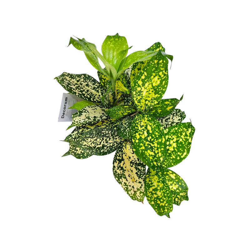 Драцена Суркулоза Майк / Dracaena surculosa Mike купить
