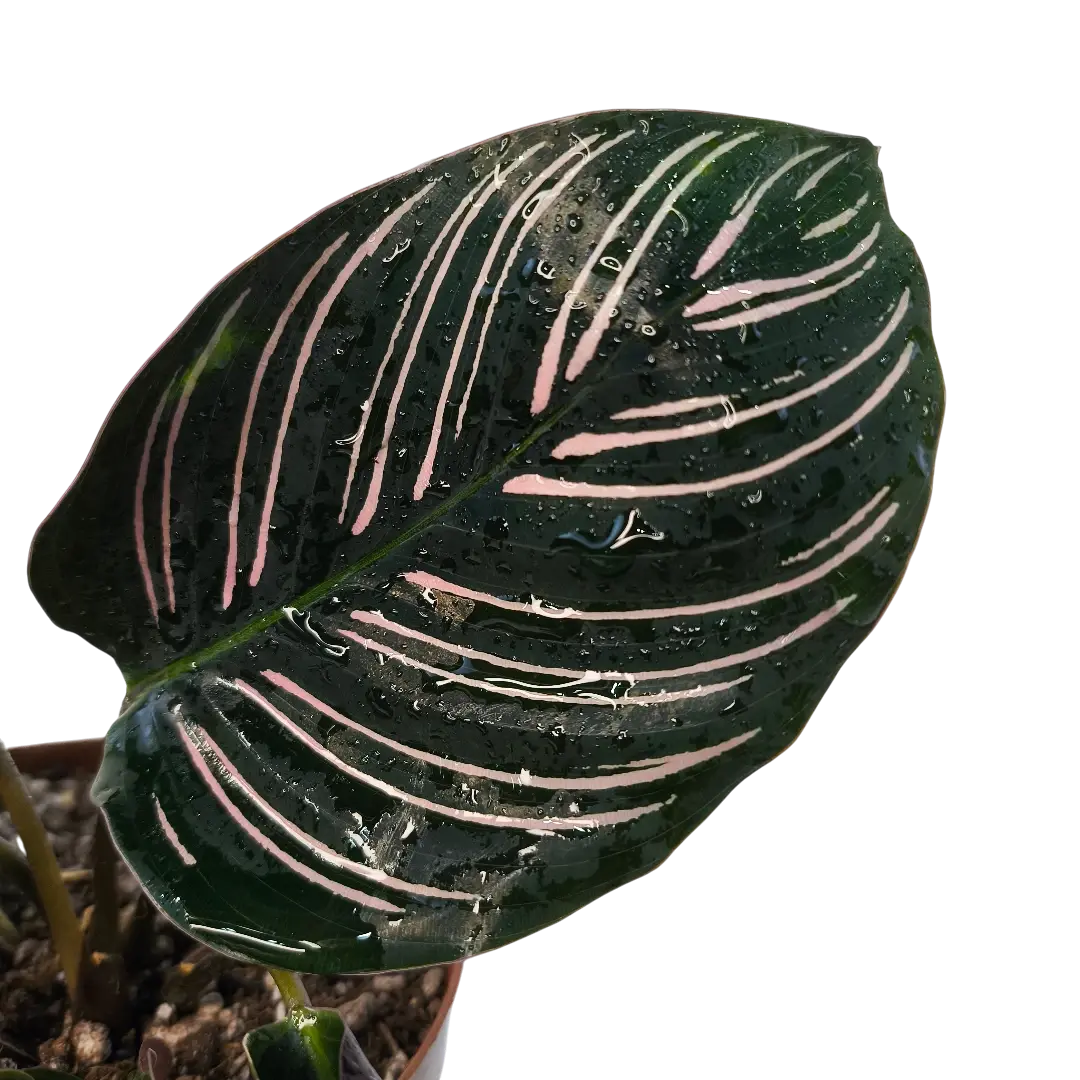 Калатея Сандериана Орната/ Calathea sanderiana, Ornata купить