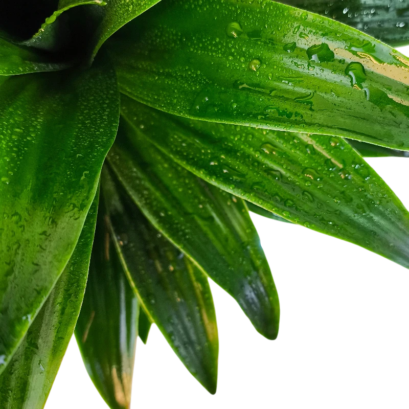 Драцена Фрагранс Копстек / Dracaena fragrans Copstek купить