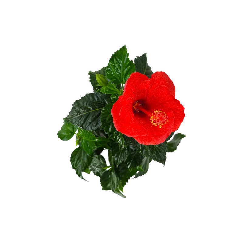 Гибискус / Hibiscus купить