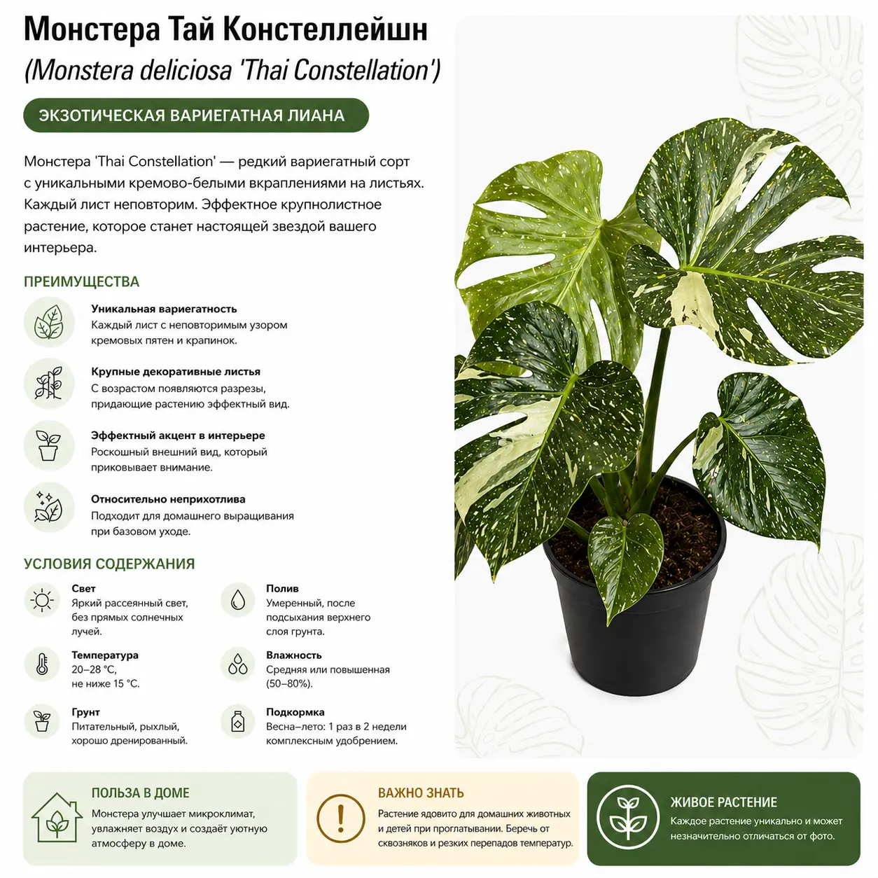 Монстера вариегатная  Тай Констеллейшн / Monstera Deliciosa Thai Constellation купить