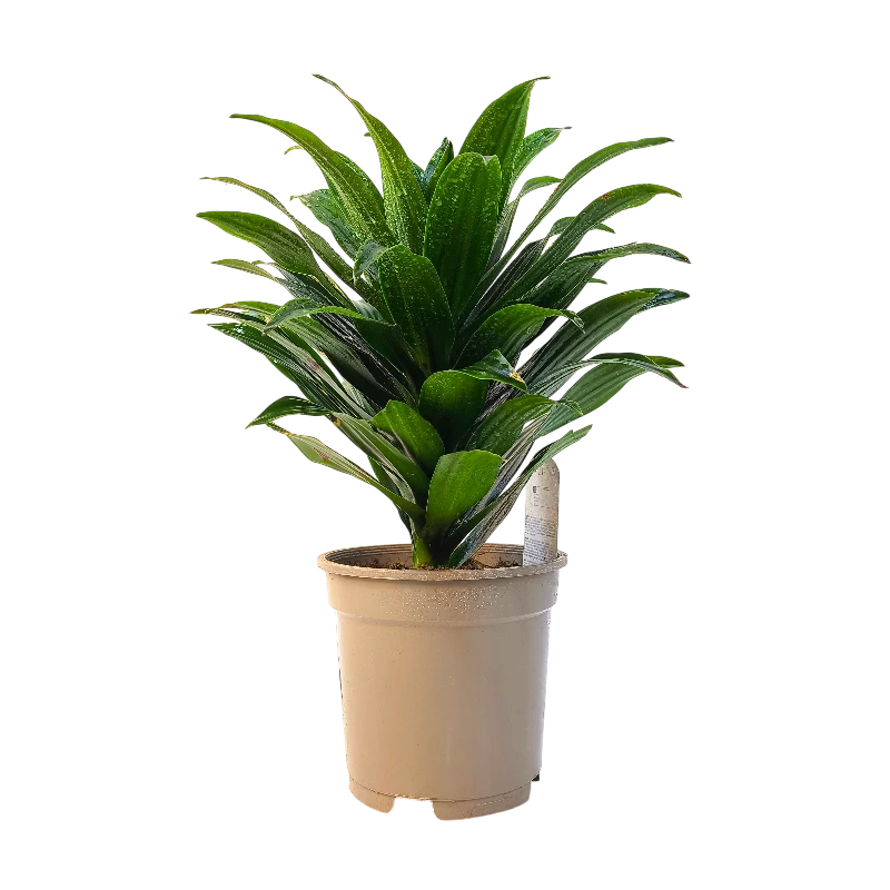 Драцена Фрагранс Копстек / Dracaena fragrans Copstek купить
