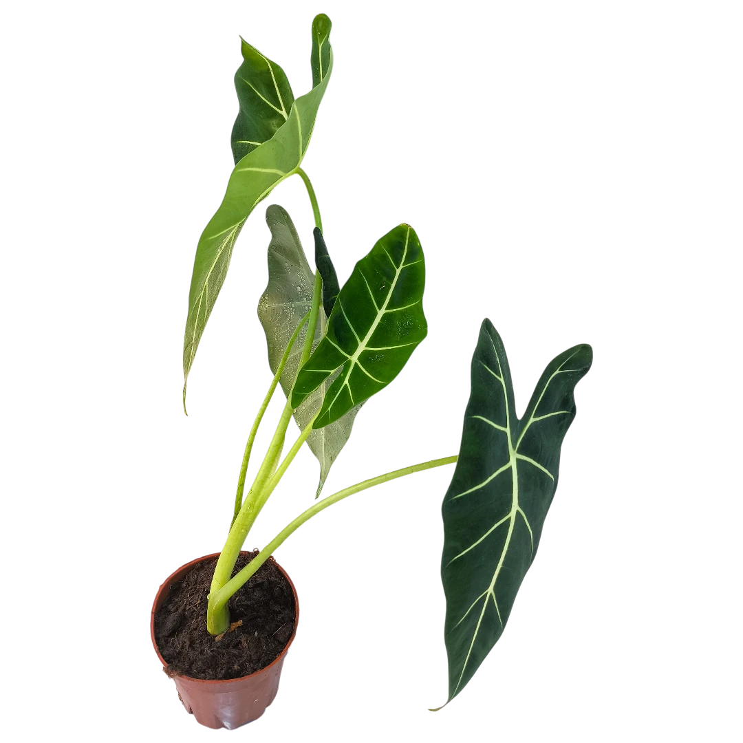 Алоказия Фрайдек / Alocasia micholitziana Frydek купить
