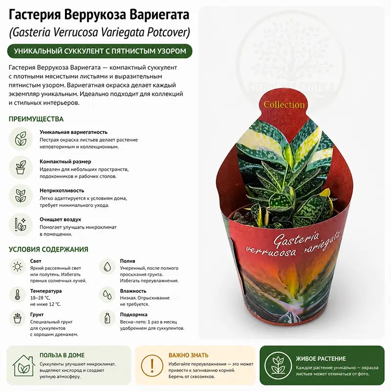 Гастерия Веррукоза Вариегата / Gasteria Verrucosa Variegata Potcover купить