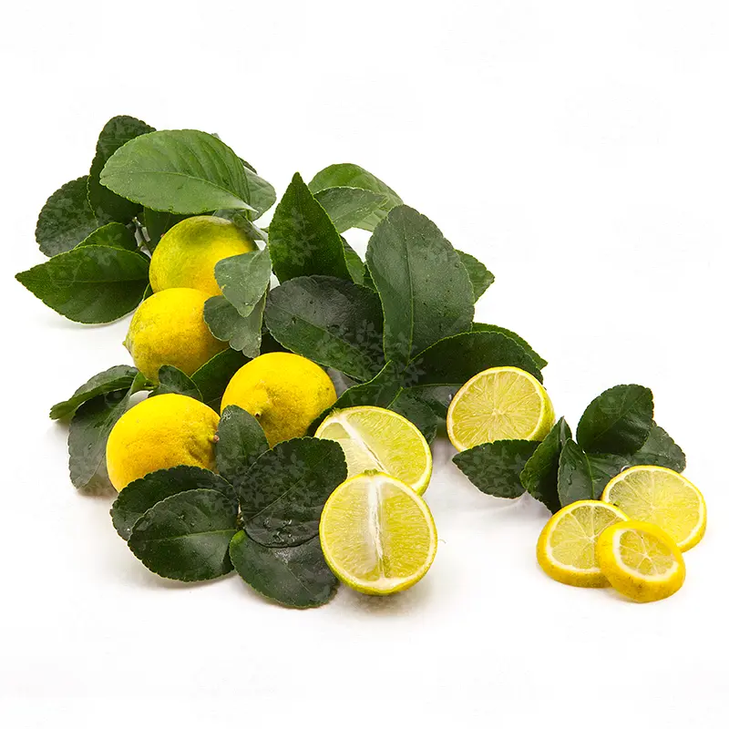 Лайм Неаполитанский / Lime Neapolitanum — цитрусовое растение, детальное фото
