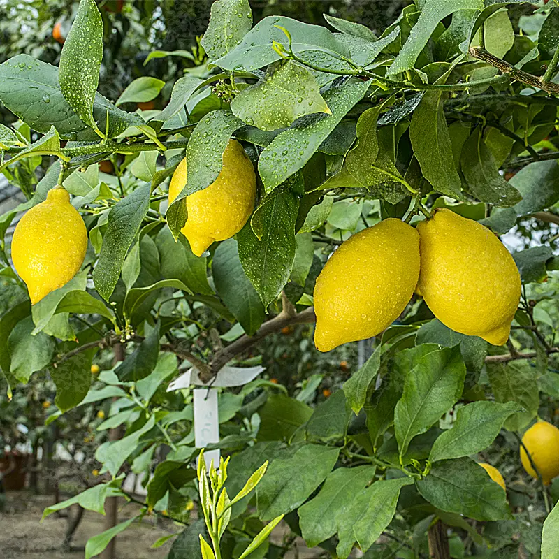 Лимон ванильный / Lemon Vaniglia — цитрусовое растение, детальное фото
