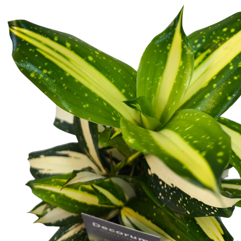 Драцена Суркулоза Милки Вэй / Dracaena surculosa Milky Way купить