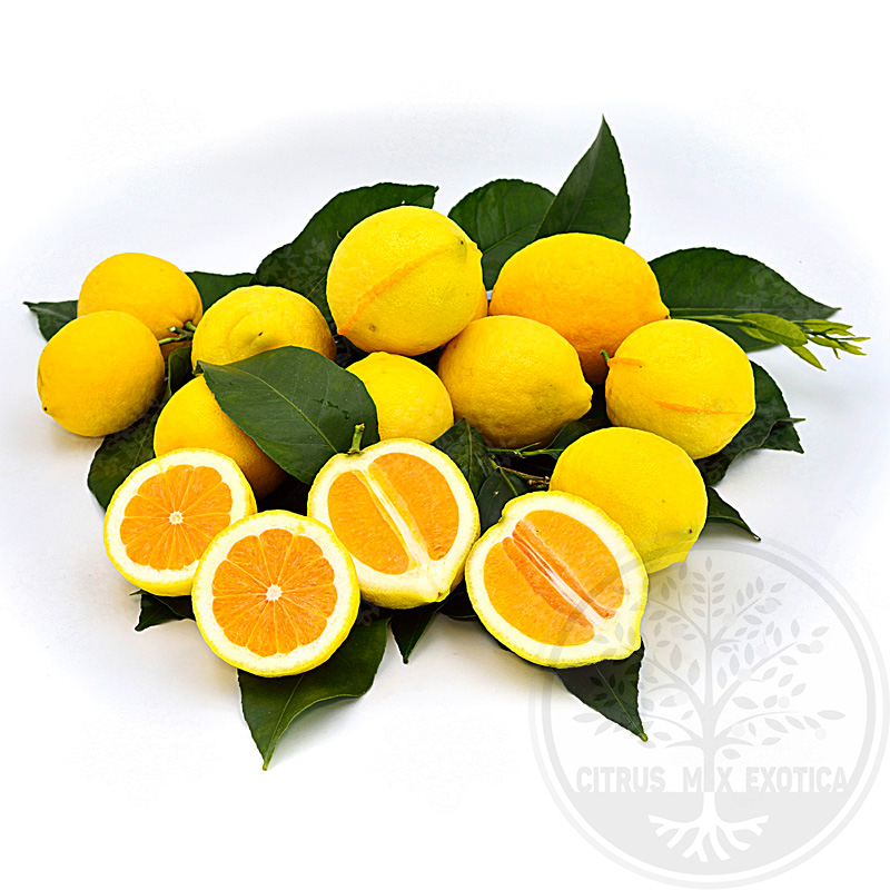Лимон Сангвинум / Lemon Sanguineum — цитрусовое растение, детальное фото
