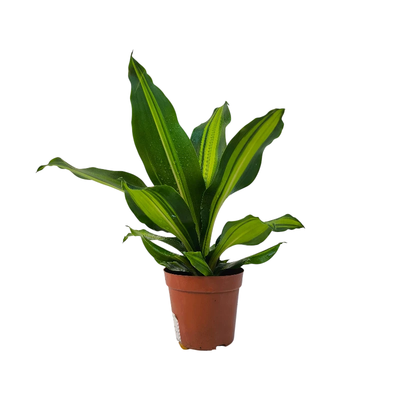 Драцена фрагранс Грин-Уайт / Dracaena Green-White купить