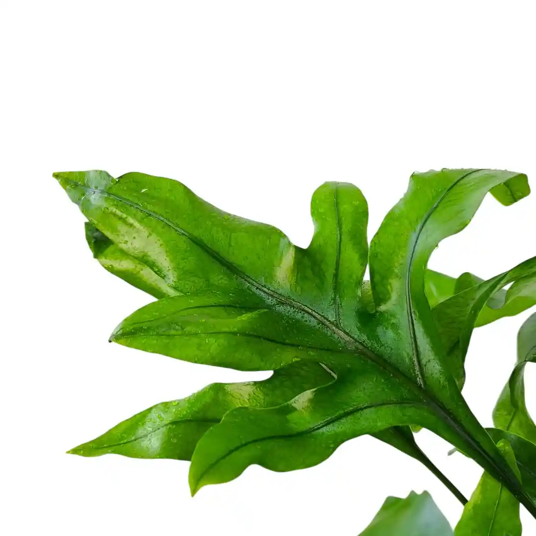 Флебодиум Давана / Phlebodium Aureum Davana купить