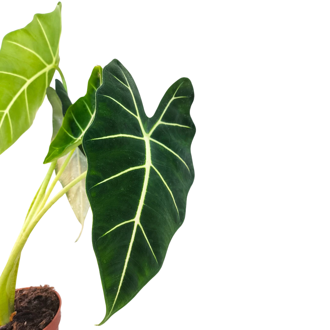Алоказия Фрайдек / Alocasia micholitziana Frydek купить