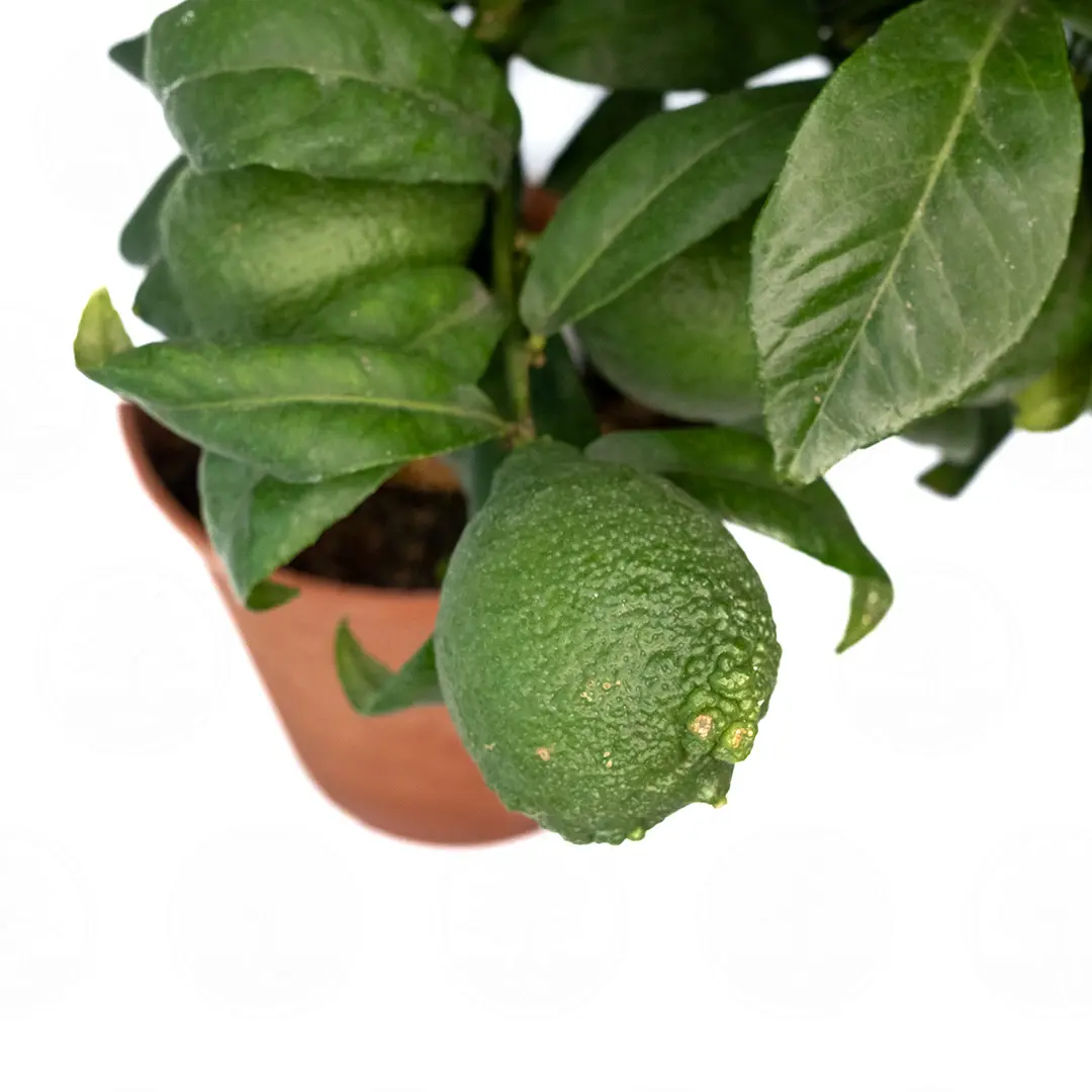 Лимон Салицифолия иволистный / Lemon Salicifolia — цитрусовое растение, детальное фото
