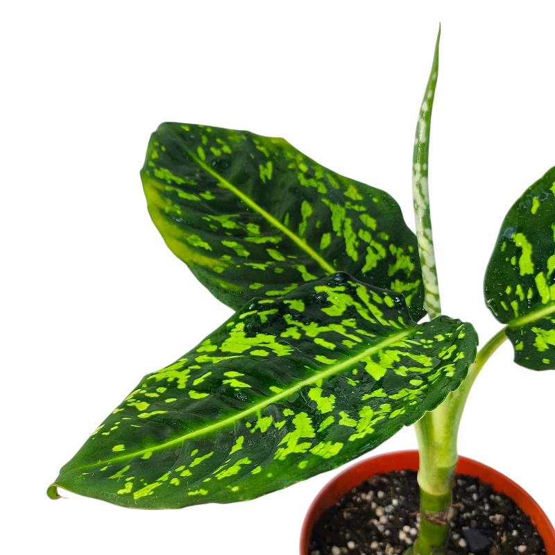 Dieffenbachia Star Bright светлые листья