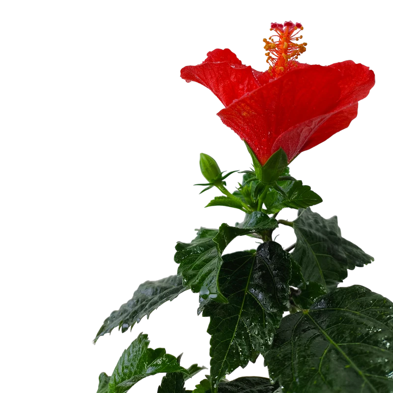 Гибискус / Hibiscus купить
